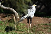 Secretary Bird