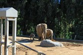 African Elephants and One-Day Old Calf