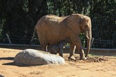 African Elephant and One-Day Old Calf