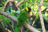 Green Nape Lorikeet