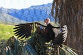 California Condor