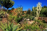 Desert Flora, SD Safari Park