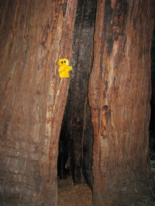 Mr. Happy Climbing a Redwood at Muir Woods National Monument