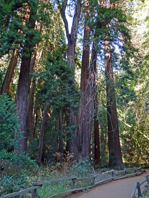 Redwoods Along Trail, Muir Woods