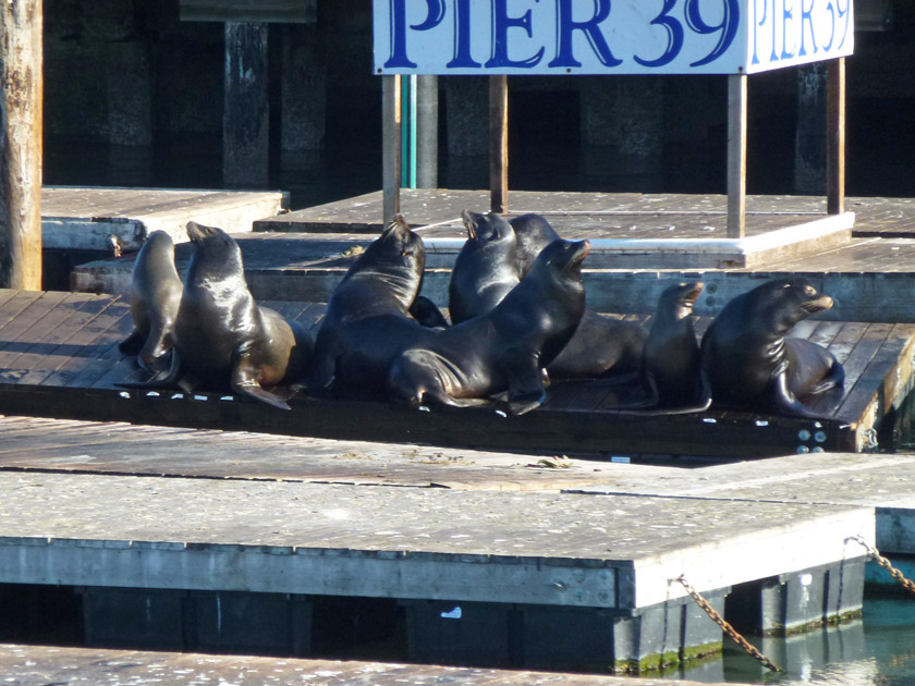 Pier 39 Sea Lions