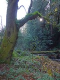 Muir Woods Trail Head