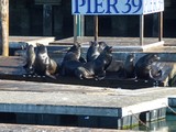 Pier 39 Sea Lions