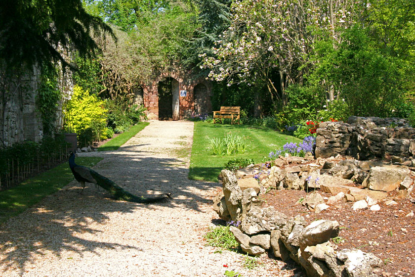 Peacock in Ruthin Castle Ruins