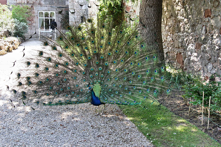 Peacock at Ruthin Castle Hotel