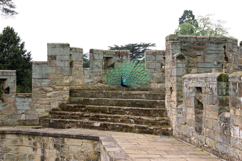 Peacock on Warwick Castle Ramparts