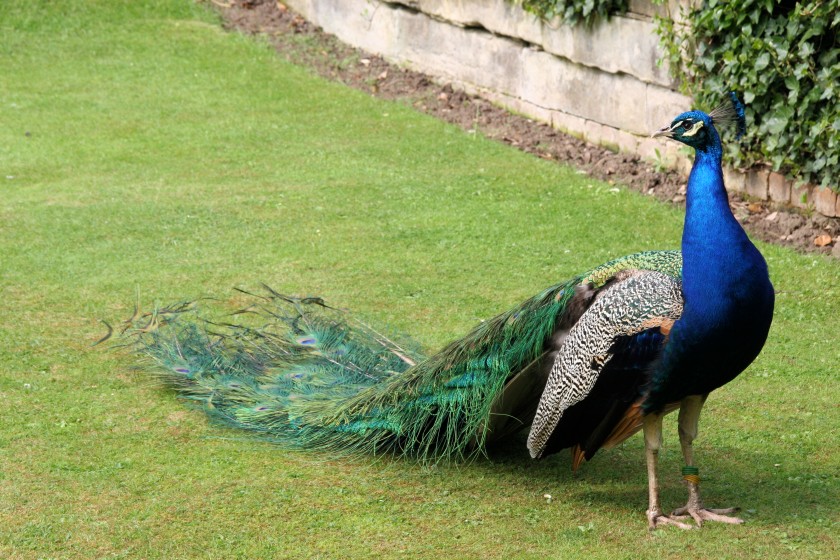 Warwick Castle Peacock