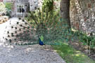 Peacock at Ruthin Castle Hotel