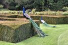 Warwick Castle Peacock in Peacock Gardens