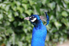 Warwick Castle Peacock Portrait