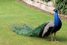 Warwick Castle Peacock