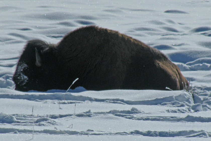 Bison in Hayden Valley