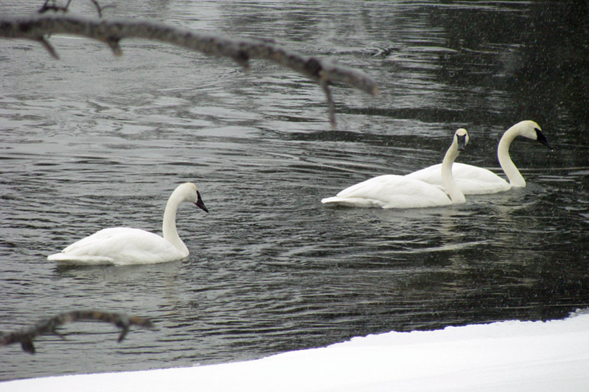 Swans at Big Springs ID