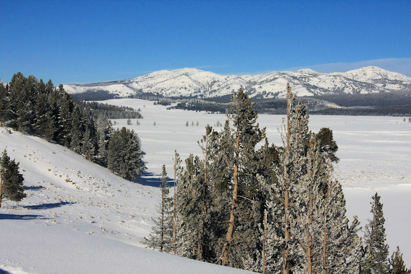 Hayden Valley Scenery