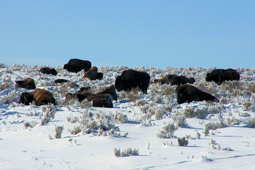 Bison Herd in Hayden Valley