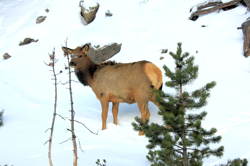 Elk Near Madison River