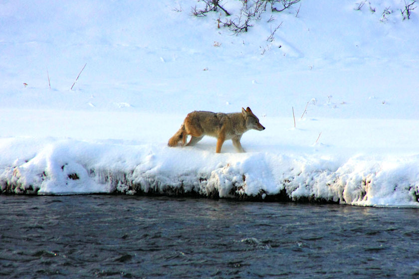 Coyote Along Madison River