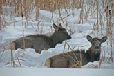 Elk Near Madison River