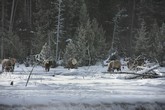 Elk Foraging Along Madison River