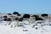 Bison Herd in Hayden Valley