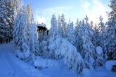 Norris Geyser Basin Frost-Covered Trees