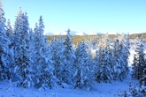 Norris Geyser Basin Frost-Covered Trees