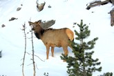 Elk Near Madison River